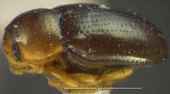 Media type: image;   Entomology 8410 Aspect: habitus lateral view